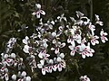 Pelargonium crithmifolium