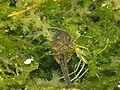 Larva in natural habitat Wolfheze, The Netherlands