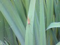 Hegyi állaspók (Tetragnatha montana)