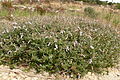 Teucrium fruticans