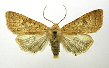 Agrochola circellaris.jpg