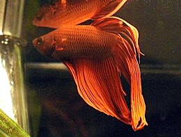 Siaminis gaidukas, patinas (Betta splendens)