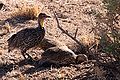 Famille de francolins à cou jaune dans la réserve nationale de Samburu