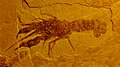 Gigacerina saemanni