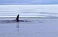 Whale showing one of pectoral fins