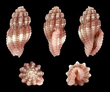 Hemilienardia malleti, shell