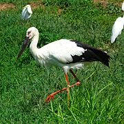 Cigogne orientale