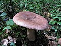 Lactarius utilis