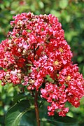 'Arapaho' cultivar flowers