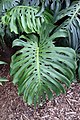 feuille d'une plante mature