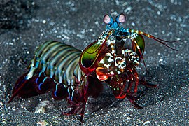 Wild peacock mantis shrimp (Odontodactylus scyllarus), whole body.