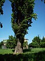 Populus nigra in Hungary