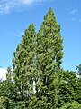 Populus nigra 'Plantierensis' - typical broader, densely foliaged trees