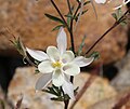 Aquilegia pubescens, symmetrical closeup of flower