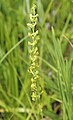 Yellow rein-orchid (Platanthera tescamnis) stalk