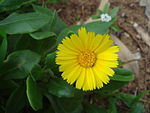 Calendula suffruticosa