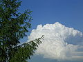 Cumulus congestus