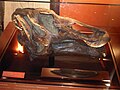 Edmontosaurus regalis koponya