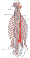 Les muscles longissimus