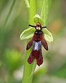 Ophrys insectifera