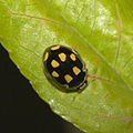 Vierzehnpunkt-Marienkäfer (Propylea quatuordecimpunctata)