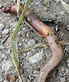 Earthworm, attacked by Staphylinus olens