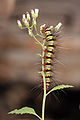 Caterpillar of the family Arctiidae