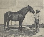 Jument berrichonne dans Zootechnie. Races chevalines. Élevage et exploitation des chevaux de trait et des chevaux de selle, par Paul Diffloth, 1923.