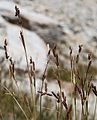 Talus sedge (Carex congdonii) spikes, close