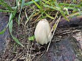 Coprinus micaceus