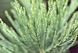 Sequoiadendron giganteum