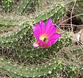 Echinocereus cinerascens