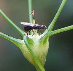 Eupelmus martellii