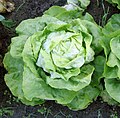 Grosse salade verte au centre formant une boule