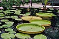 London, Vereinigtes Königreich: Royal Botanic Gardens (Kew), “Kew Gardens”