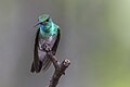 Image 29The mangrove hummingbird is endemic to Costa Rica and specializes in feeding from the tea mangrove plant with its uniquely shaped beak. (from Wildlife of Costa Rica)