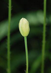 Bud of the Papaver somniferum, by Joaquim Alves Gaspar