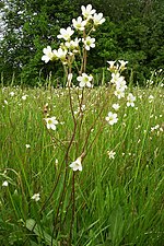 Saxifraga granulata - Knolsteenbreek