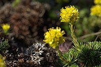 Saxifraga juniperifolia