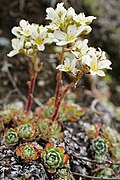 Saxifraga paniculata