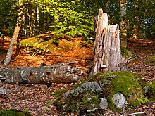 Wald in Blekinge.jpg