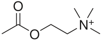 Image illustrative de l’article Acétylcholine