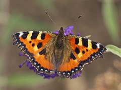 Nymphalini Aglais urticae