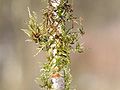 moss on Betula pubescens, Photo by Kristian Peters