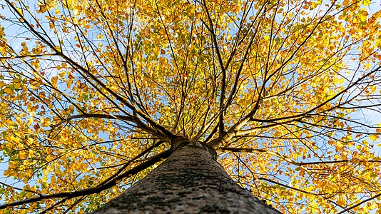 "Common_lime_during_an_autumn_sunset,_Christchurch,_New_Zealand.jpg" by User:Podzemnik