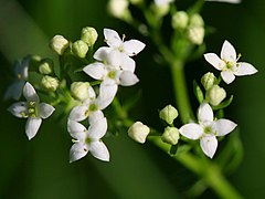 Galium saxatile[англ.]