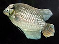 Gourami géant (Osphronemus goramy)