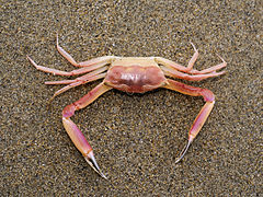 Goneplax rhomboides (Angular crab)