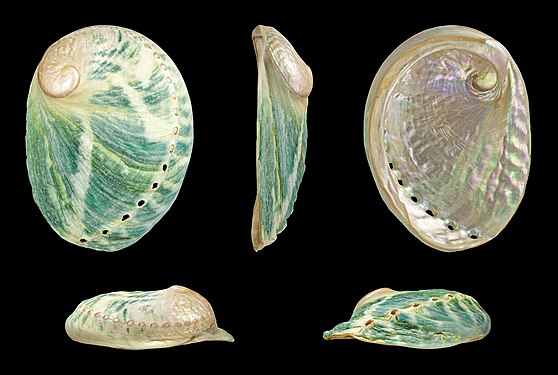 Greenlip abalone (Haliotis laevigata)