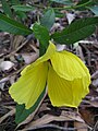 Hibiscus divaricatus